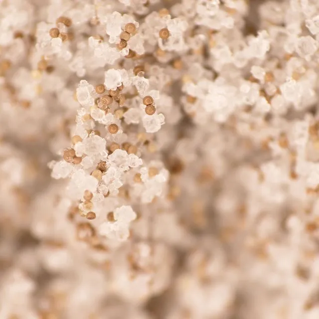 thumbnail for publication: Decapsulating Brine Shrimp Eggs